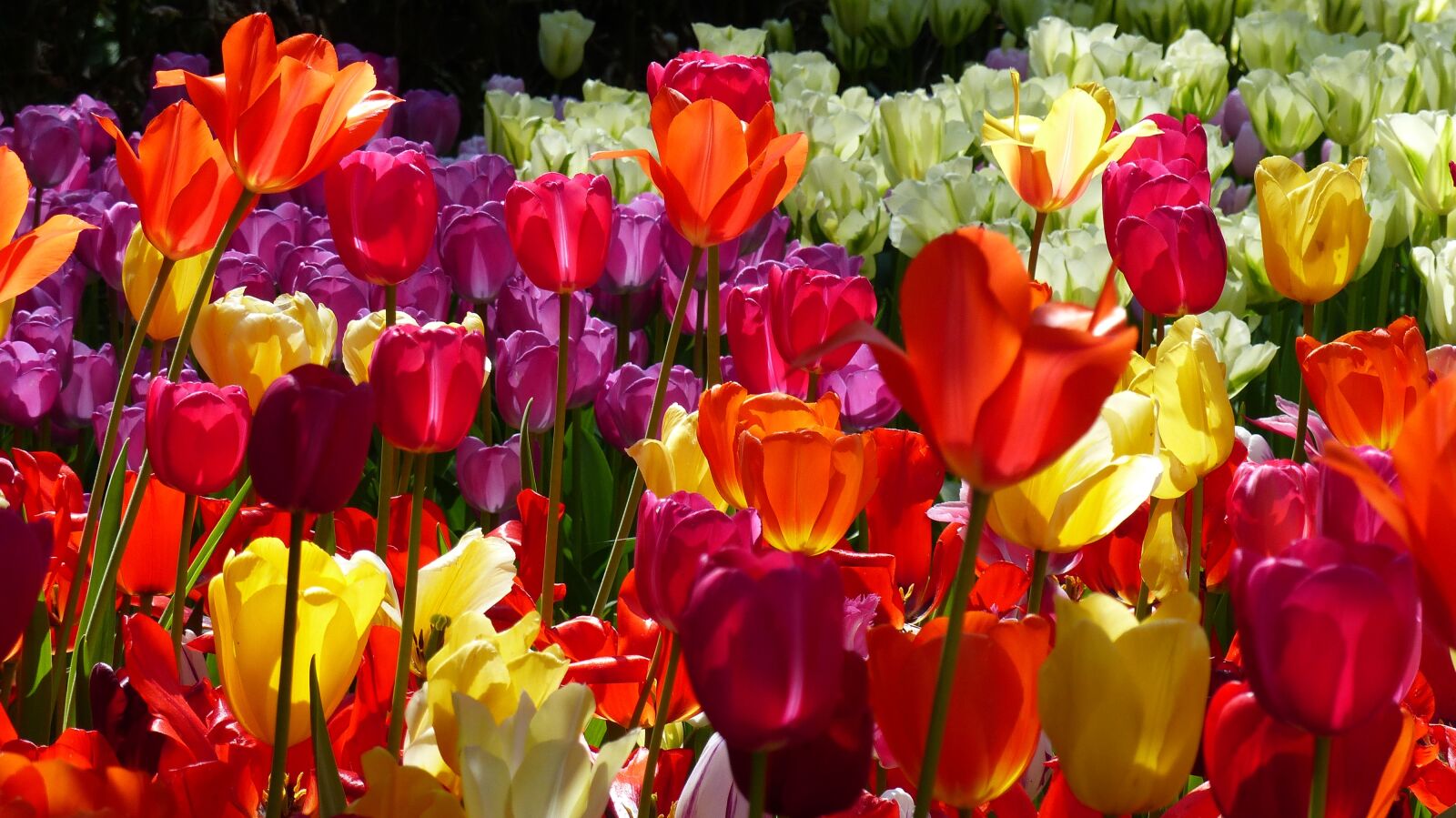 Panasonic Lumix DMC-FZ200 sample photo. Tulip, flower, garden photography