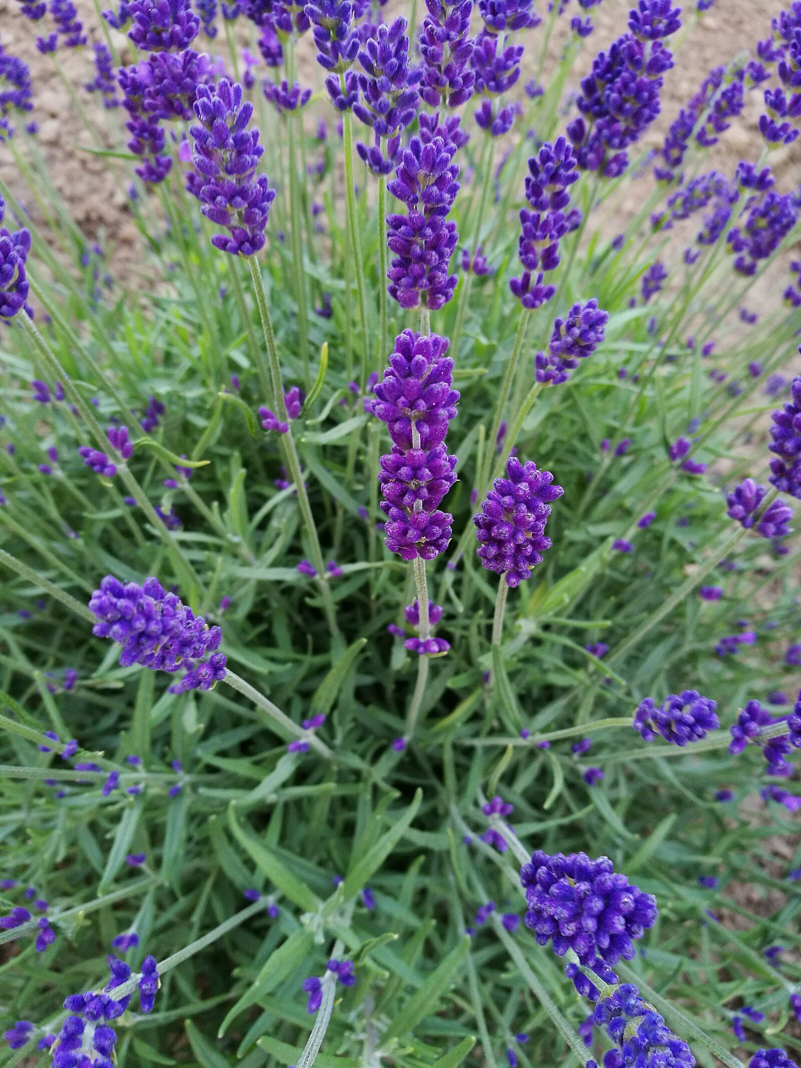 HUAWEI P9 sample photo. Lavender, purple flowers, macro photography