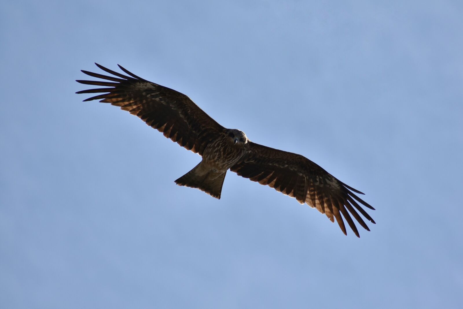 Nikon D7200 sample photo. Animal, sky, bird photography
