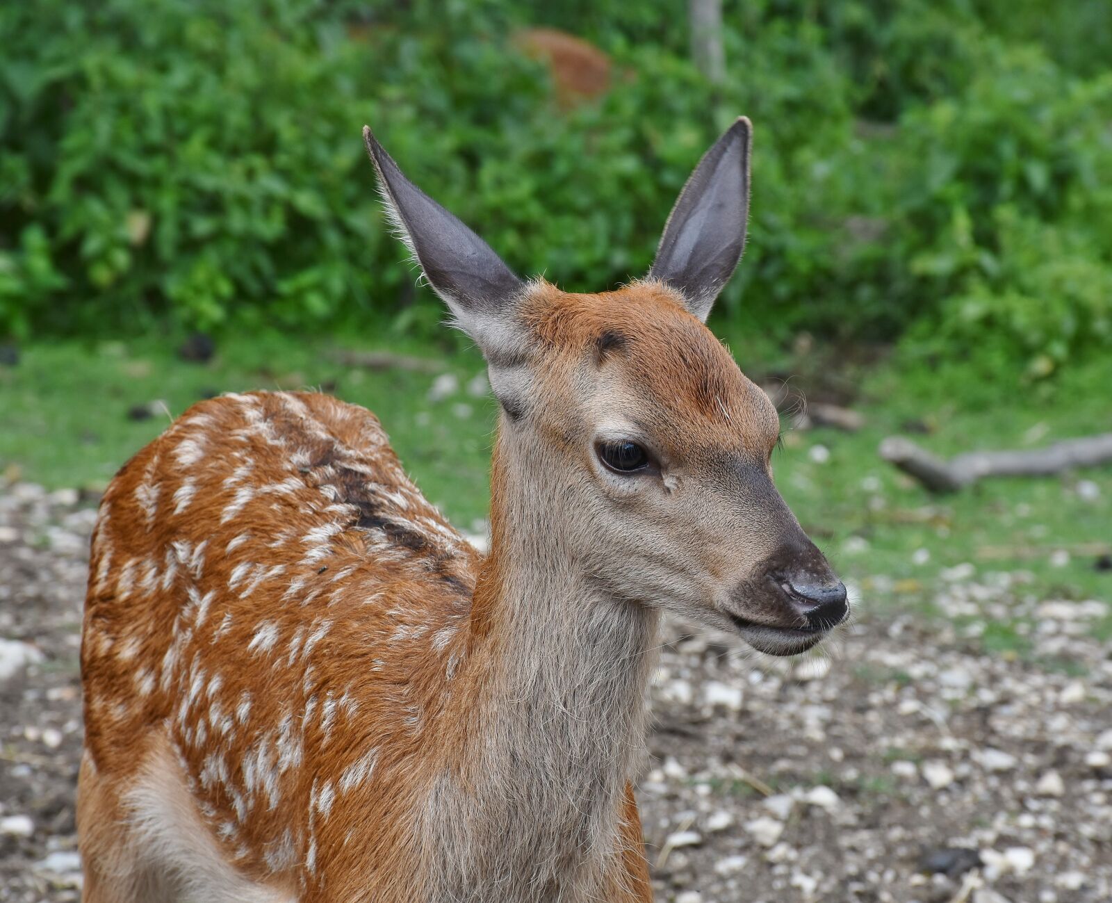 Nikon D7200 sample photo. Roe deer, kitz, young photography