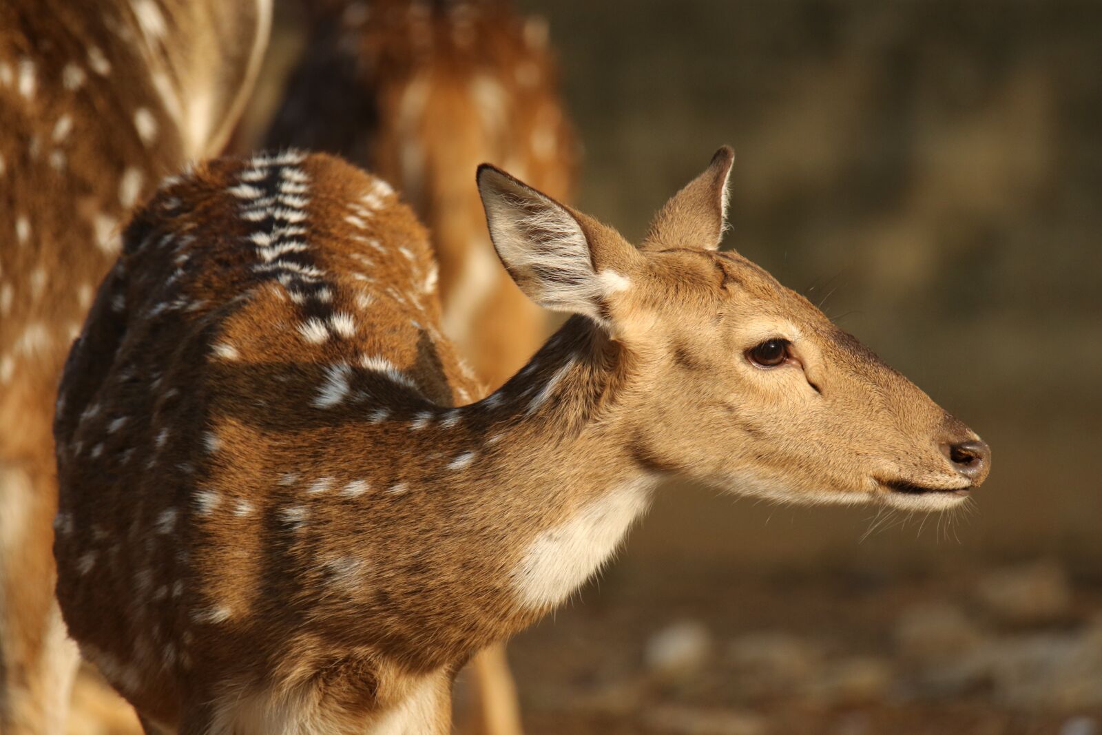 Canon EOS 7D Mark II sample photo. Deer, animal, fawn photography