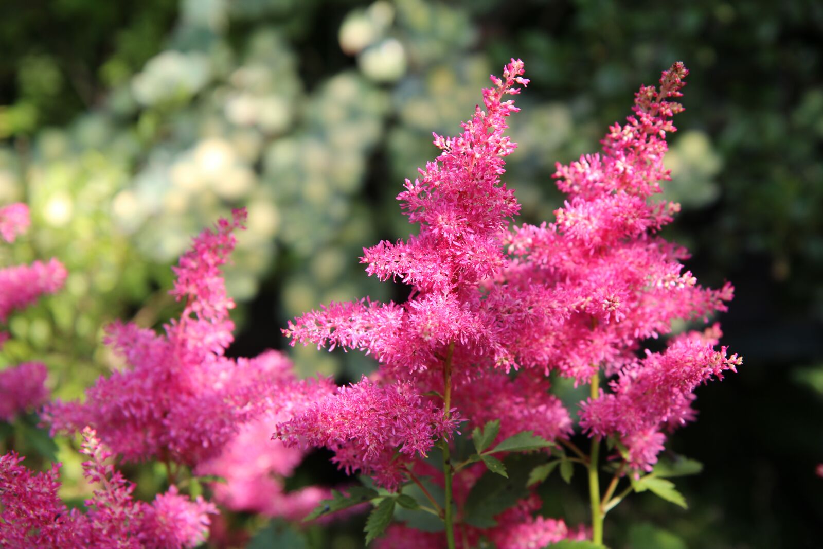 Canon EOS 600D (Rebel EOS T3i / EOS Kiss X5) + Sigma 12-24mm f/4.5-5.6 EX DG ASPHERICAL HSM + 1.4x sample photo. Astilbe, flowering, astilbe pink photography