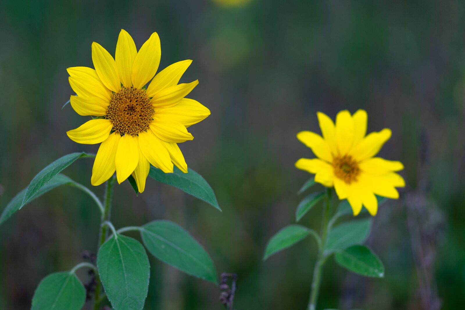 Nikon D750 sample photo. Sunflower, flower, yellow photography