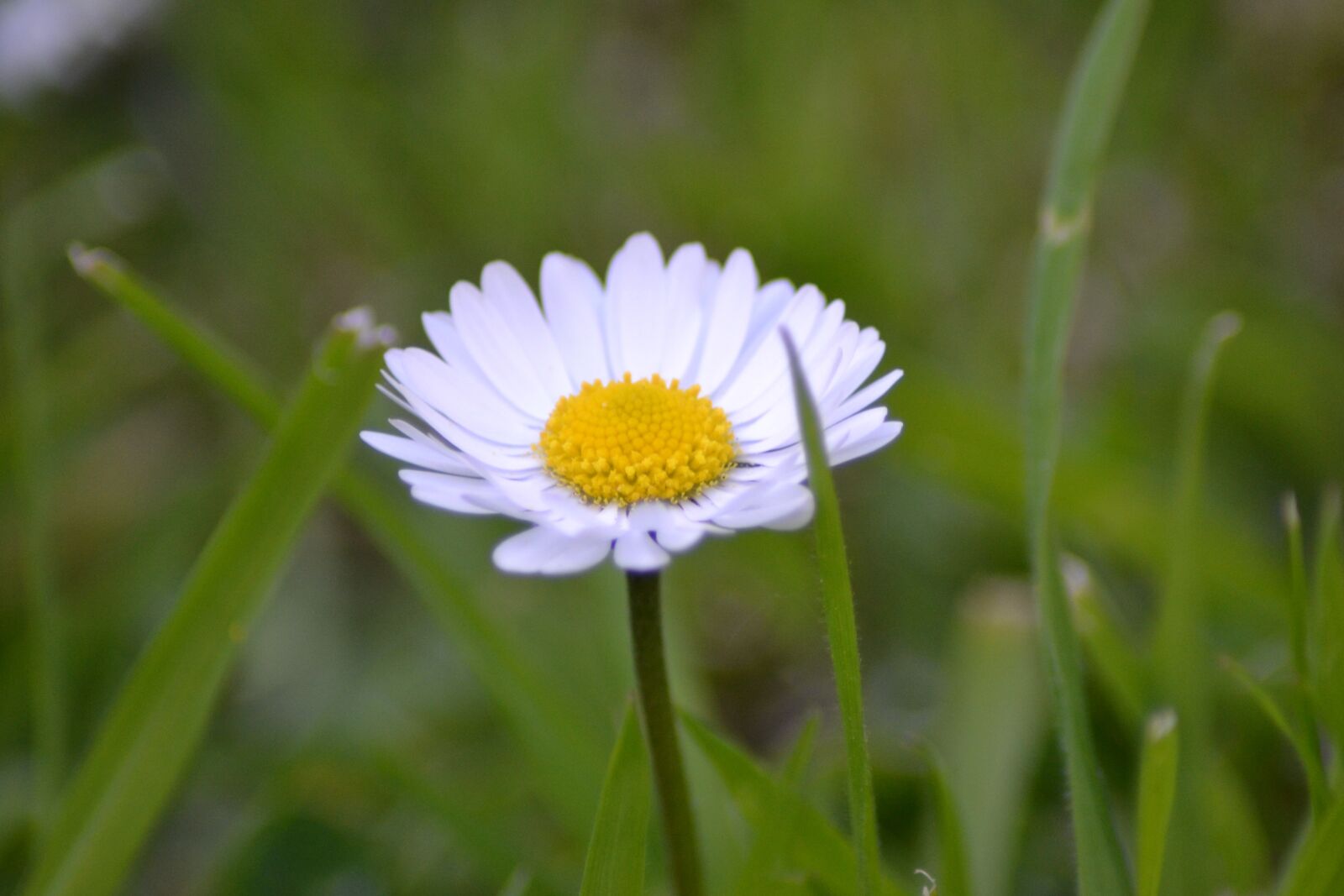 Nikon D3100 sample photo. Daisy, push, fleuri photography