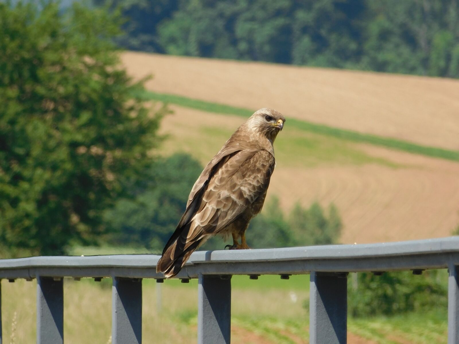 Nikon Coolpix L840 sample photo. Buzzard, bird, nature photography