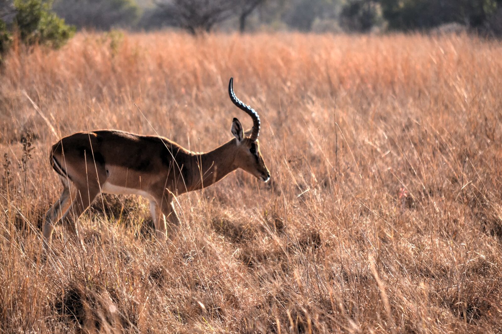 Nikon D3100 sample photo. Africa sun, safari, wild photography