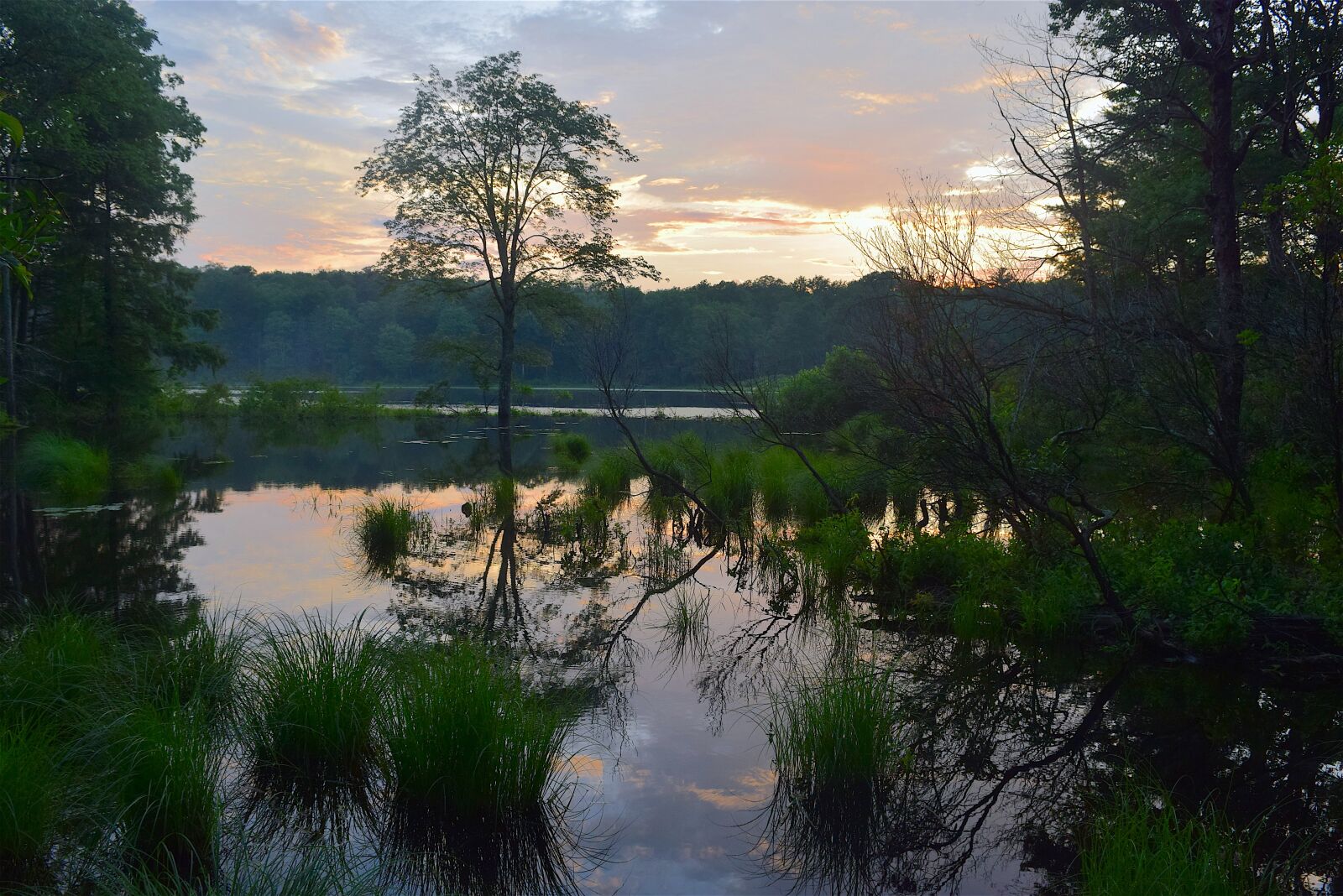 Nikon D3300 sample photo. Tree, water, reflection photography