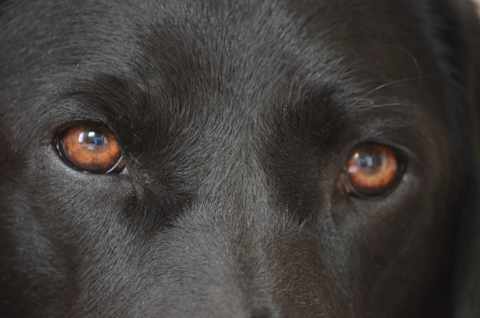 Nikon D5100 sample photo. Dogs eyes, eyes, wat photography