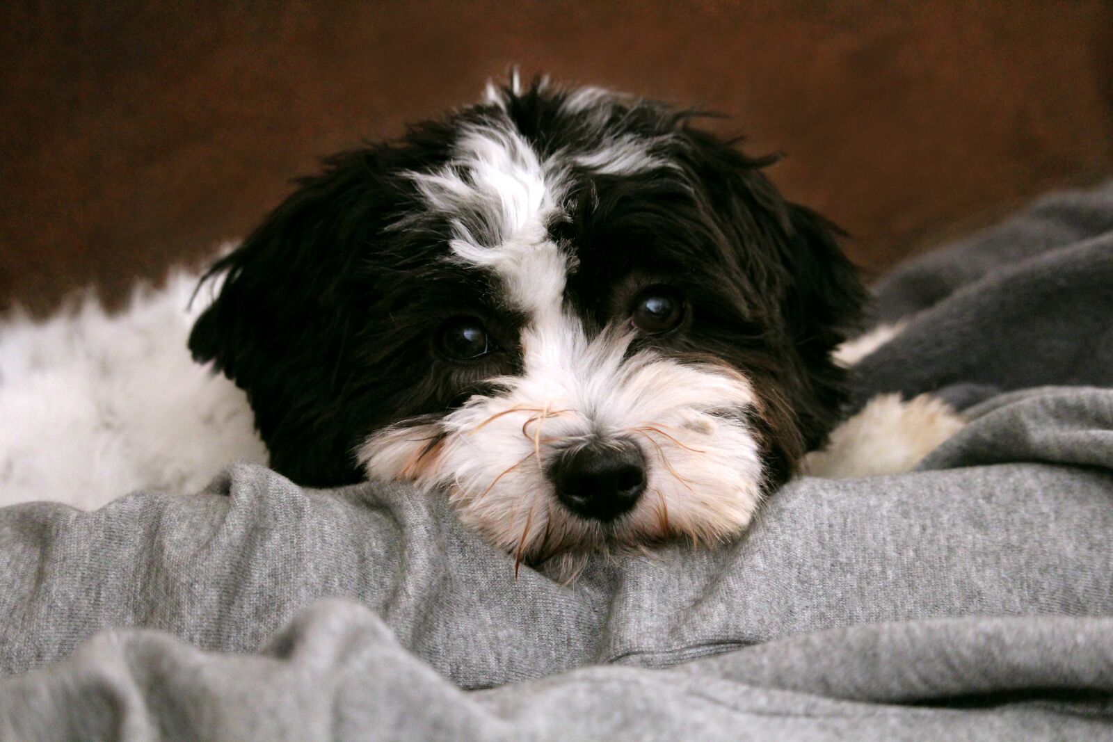 Canon EOS 1200D (EOS Rebel T5 / EOS Kiss X70 / EOS Hi) sample photo. Dog, pet, animal photography