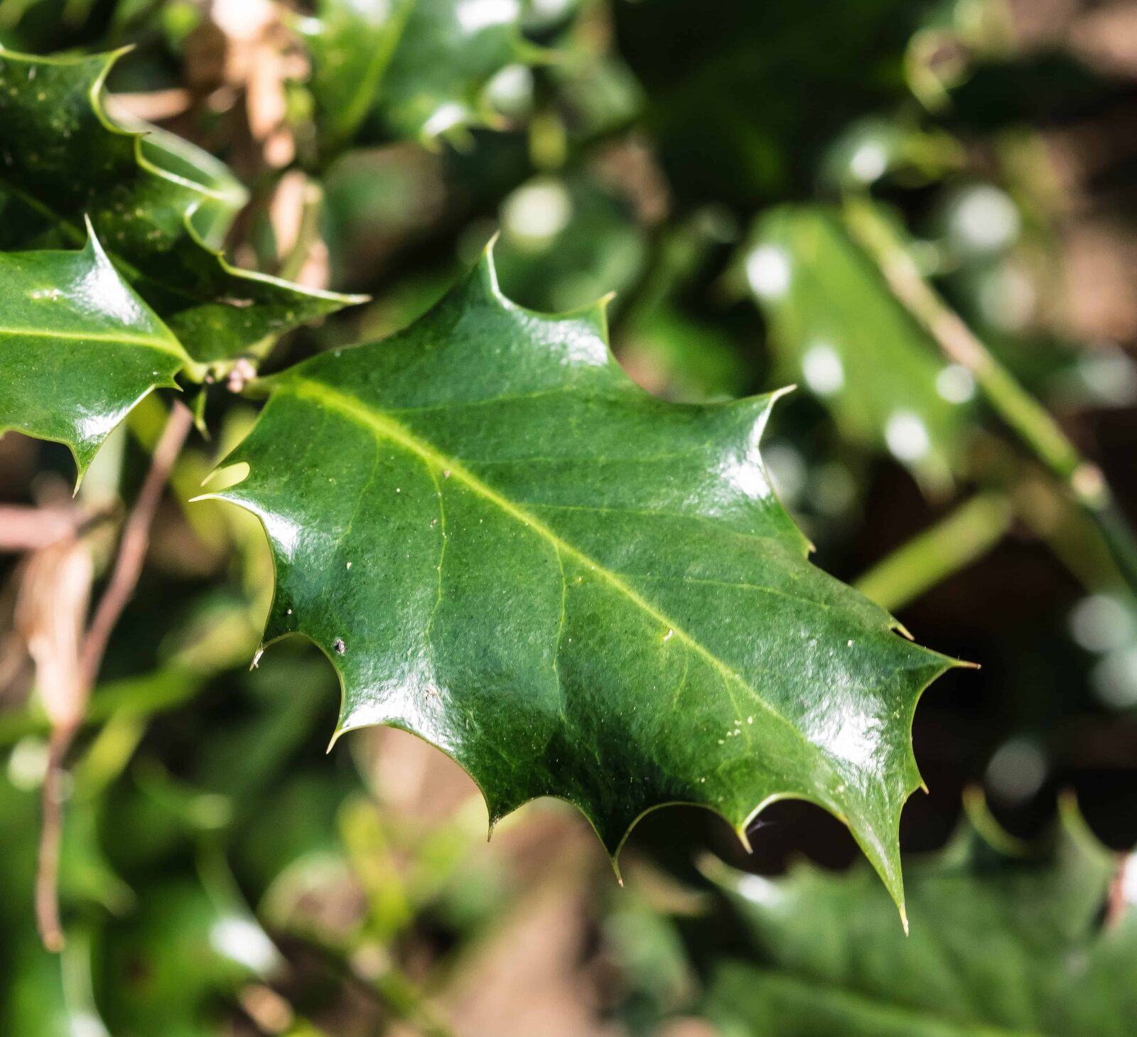 Nikon D3300 sample photo. Flora, tree, nature, leaf photography