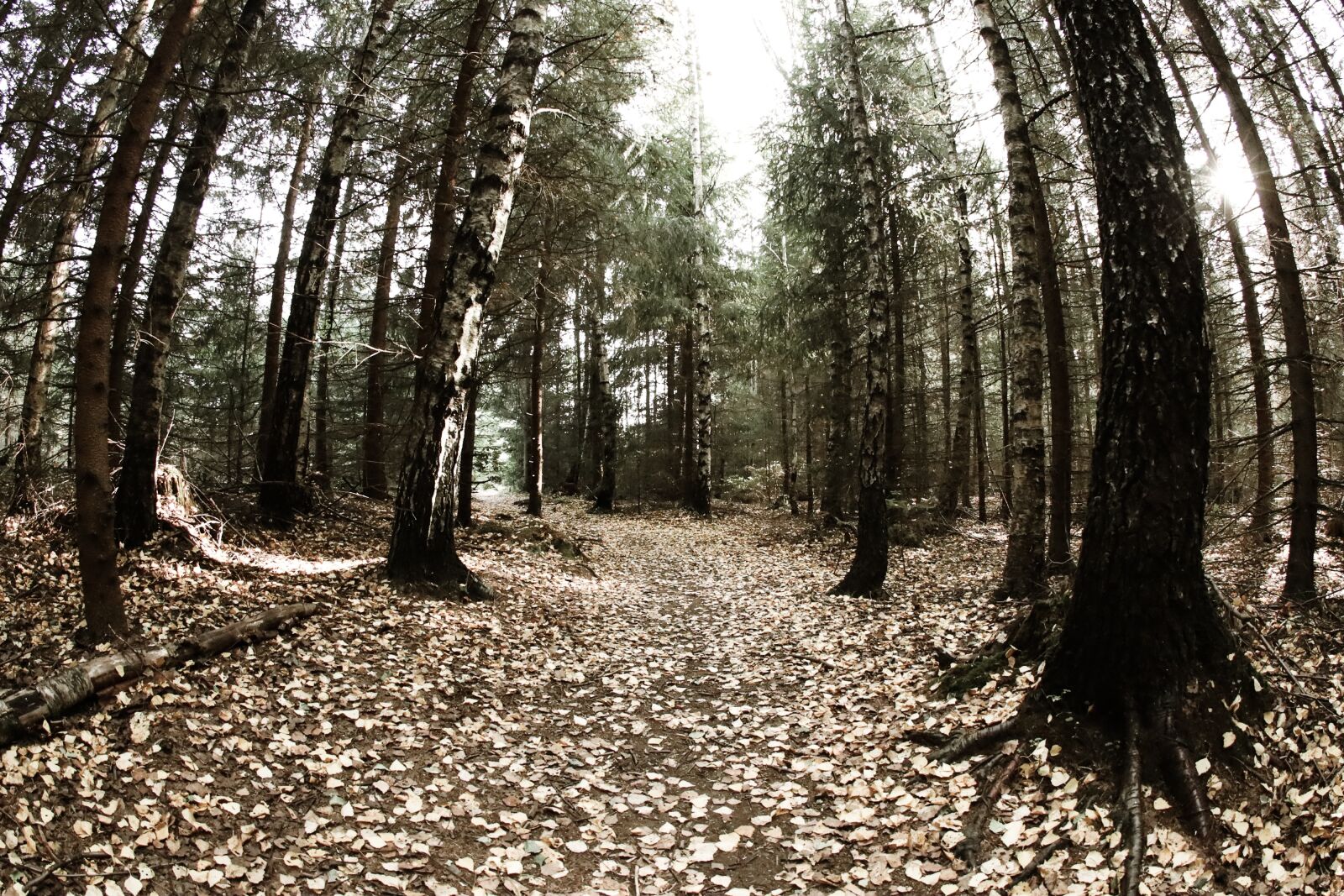 Canon EOS R sample photo. Forrest, landscape, autumn photography