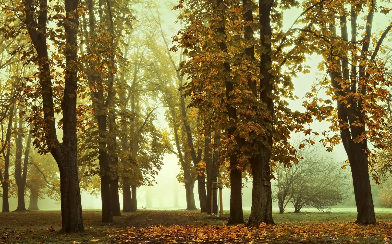 Nikon D5600 sample photo. Park, trees, chestnut photography