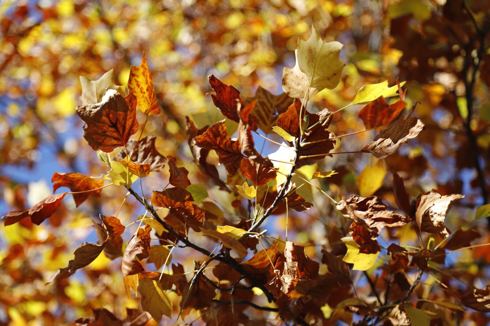 Canon EOS 6D Mark II sample photo. Leaves, autumn, tree photography