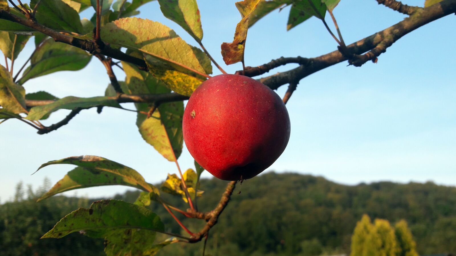 Samsung Galaxy A5(2016) sample photo. Apple, fruit photography