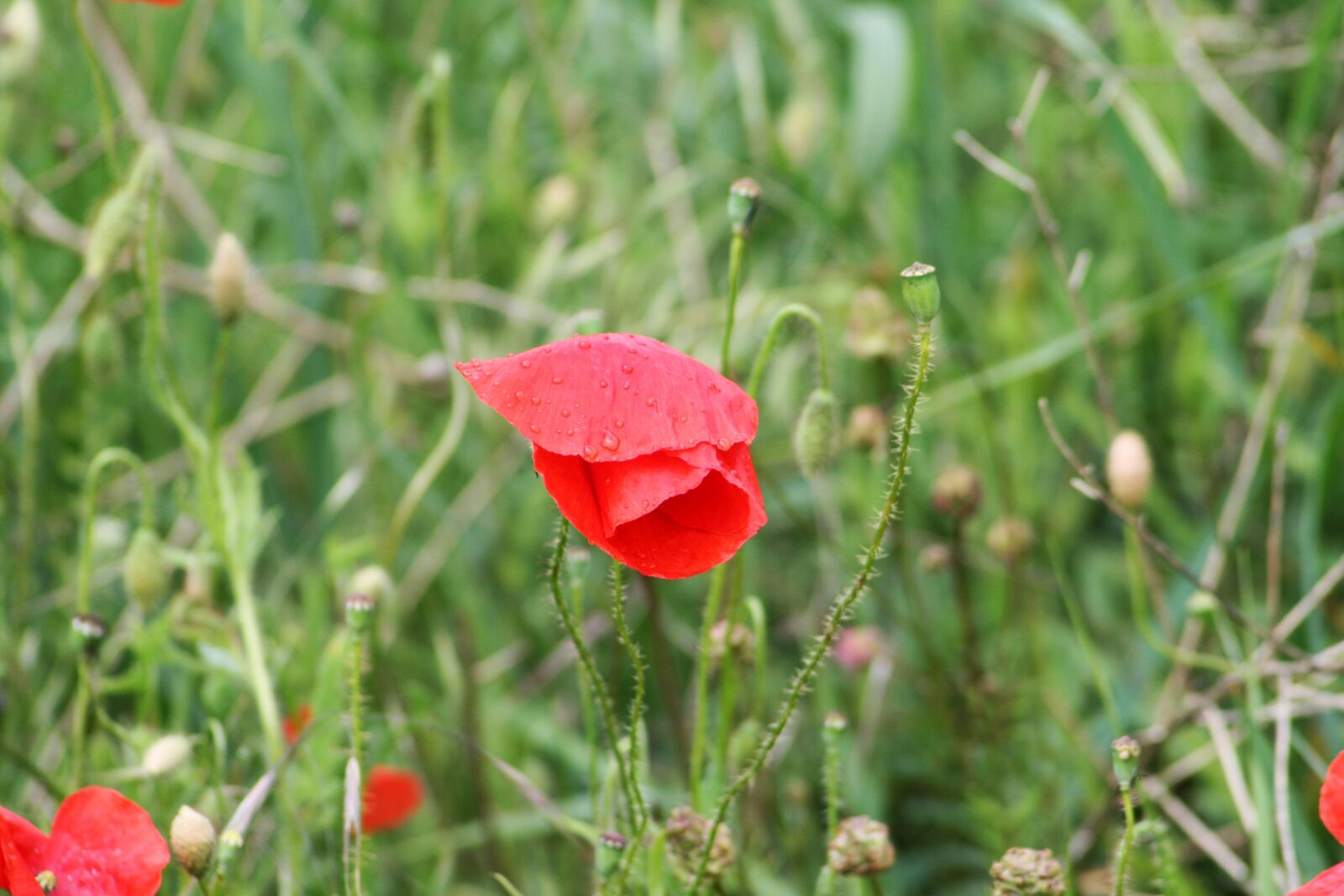 Canon EOS 400D (EOS Digital Rebel XTi / EOS Kiss Digital X) sample photo. Field, meadow, flower photography