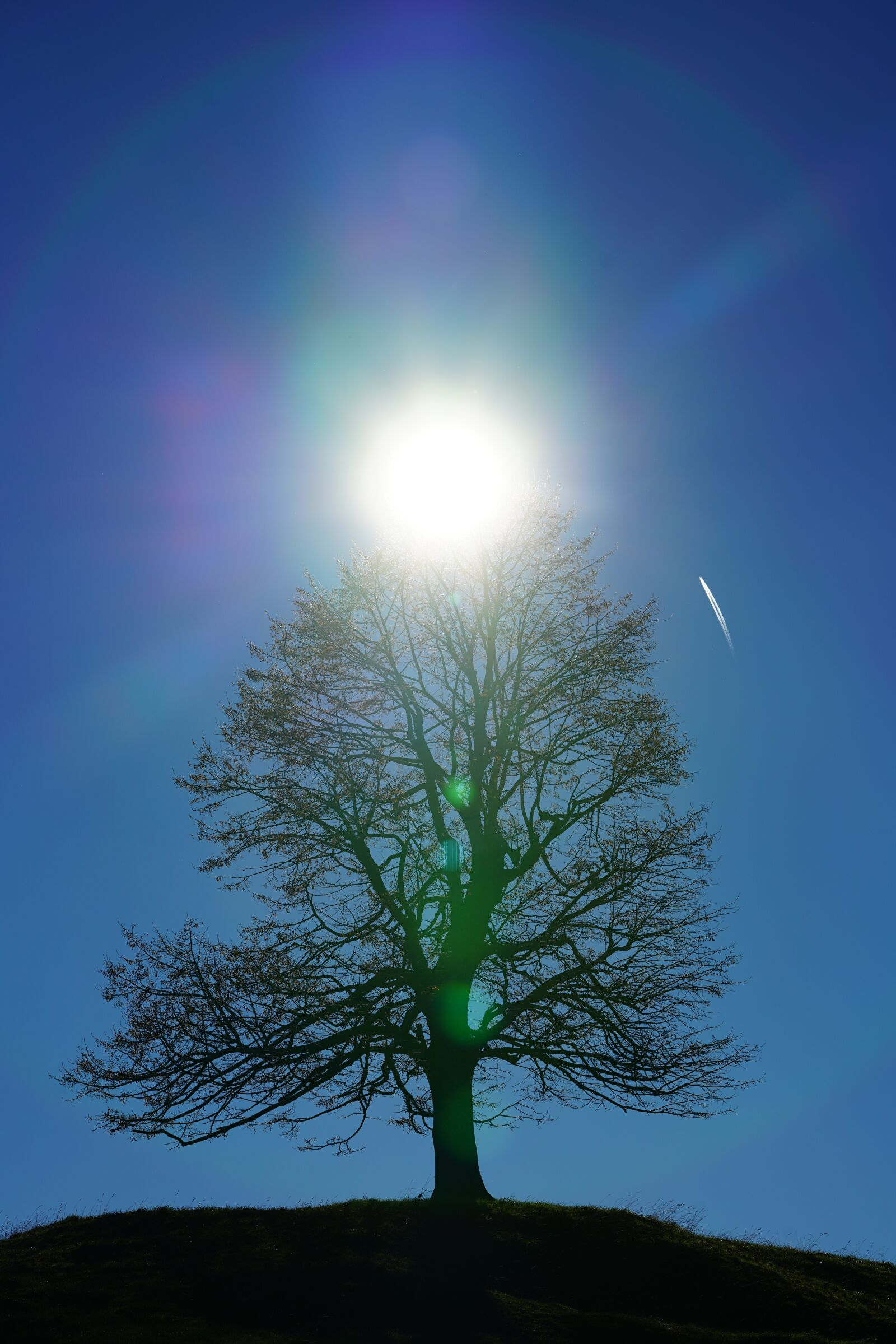 Sony a7R II + Sony FE 90mm F2.8 Macro G OSS sample photo. Solitary tree, tree, sun photography