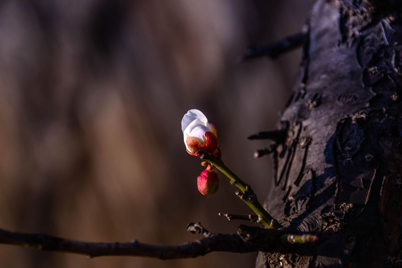 Nikon D3100 sample photo. Plum, spring, spring flowers photography