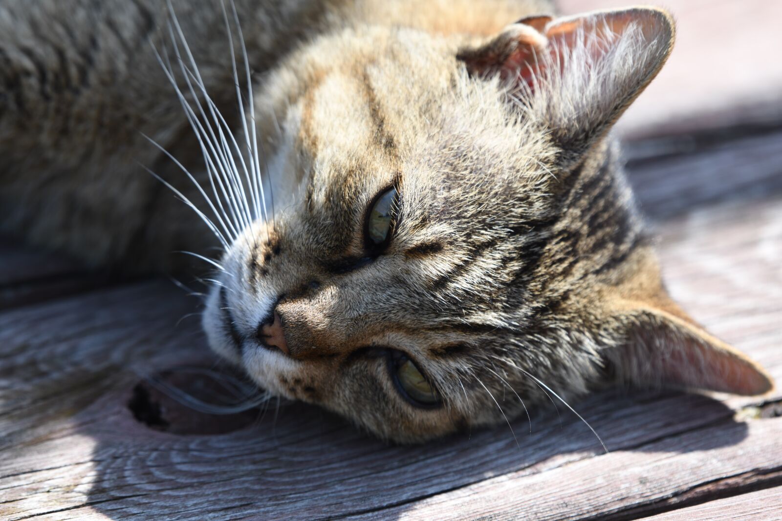 Nikon D850 sample photo. Cat, animal, sleepy photography