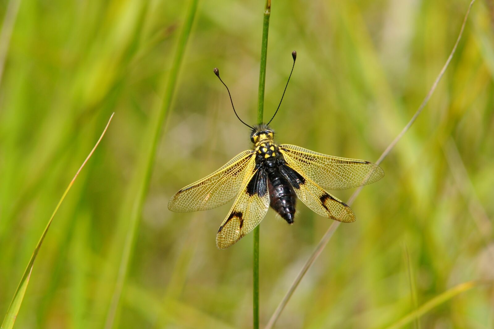 Nikon D300 sample photo. Libelloides, longicornis, ascalaphe photography