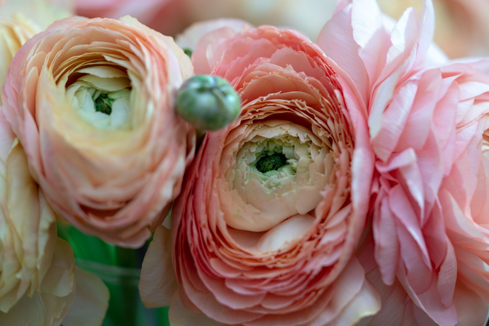 Sony a7R II + Sony FE 90mm F2.8 Macro G OSS sample photo. Flowers, macro, nature photography