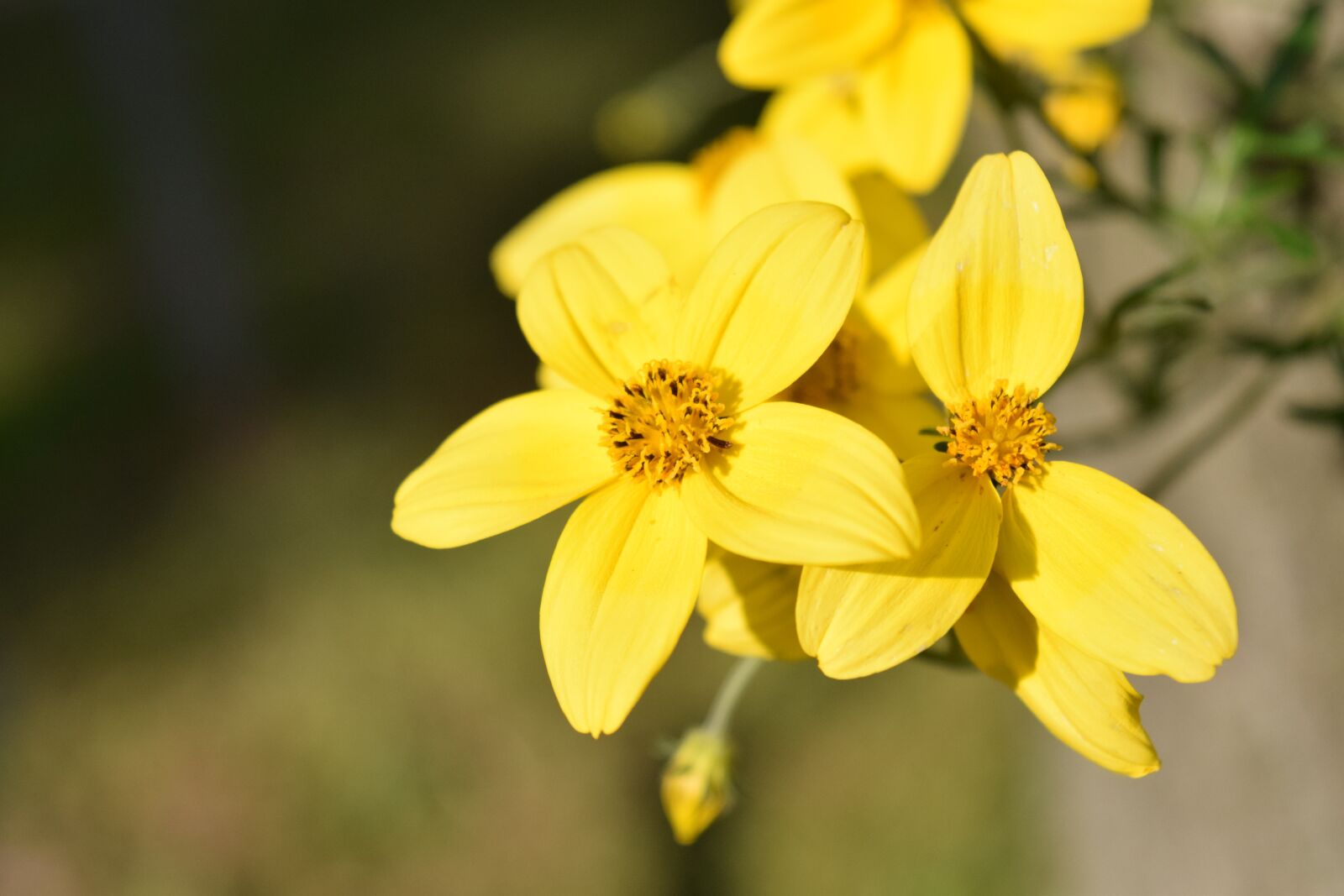 Nikon D3300 sample photo. Gold marie, bidens ferulifolia photography