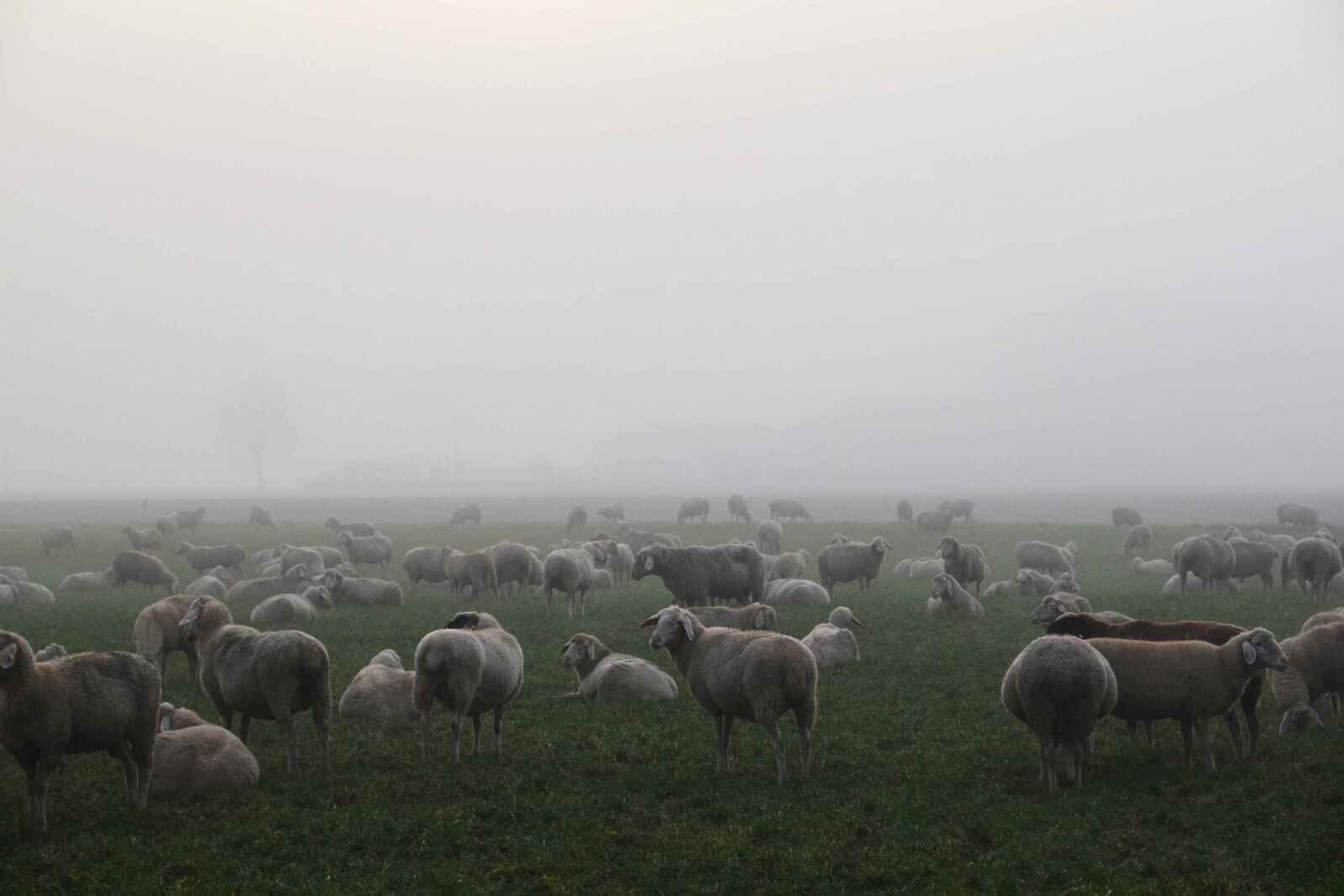 Nikon D3300 sample photo. Livestock, fog, daylight, herd photography
