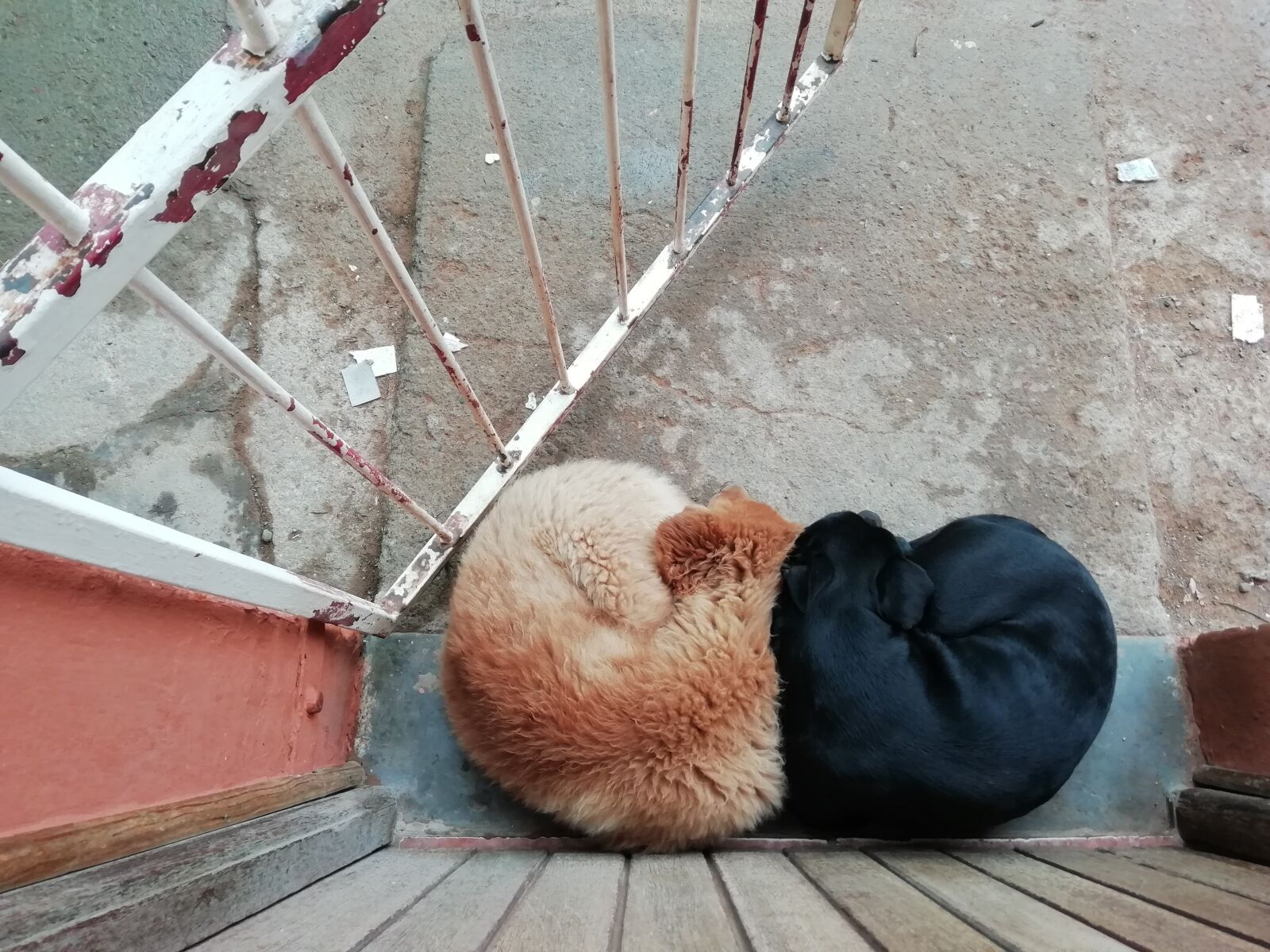 HUAWEI FIG-LX1 sample photo. Love, dogs, friendship photography