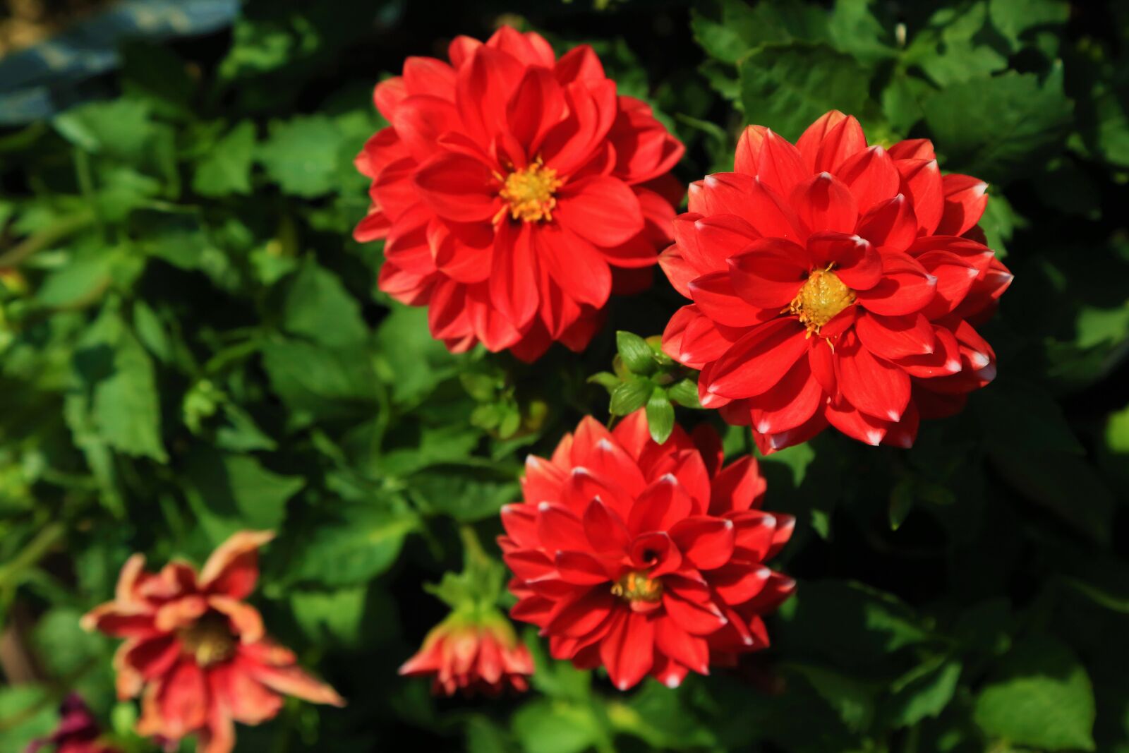 Canon EF 24-105mm F4L IS USM sample photo. Flowers, nature, spring photography
