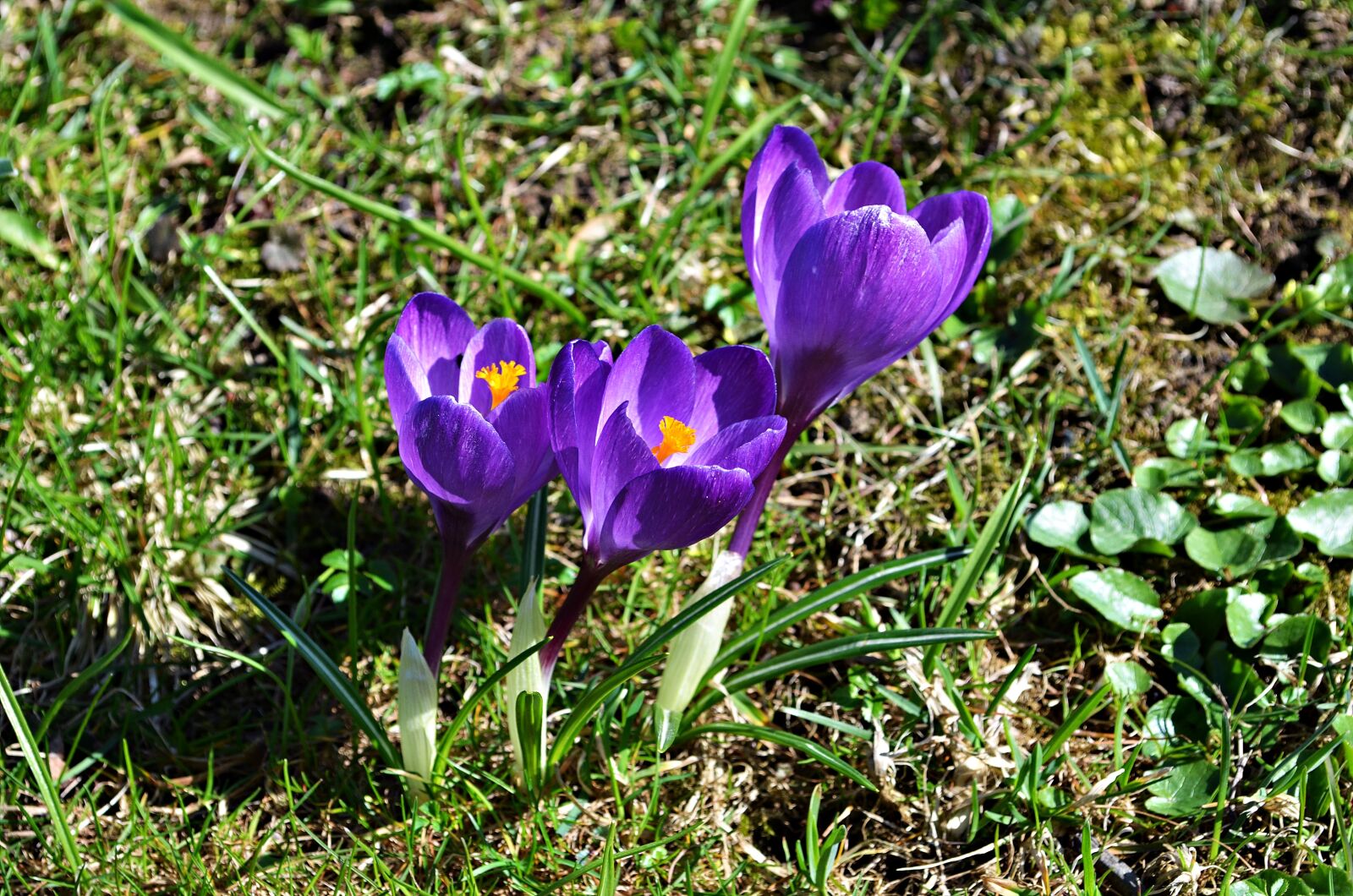 Nikon D5100 sample photo. Crocus, flowers, spring photography