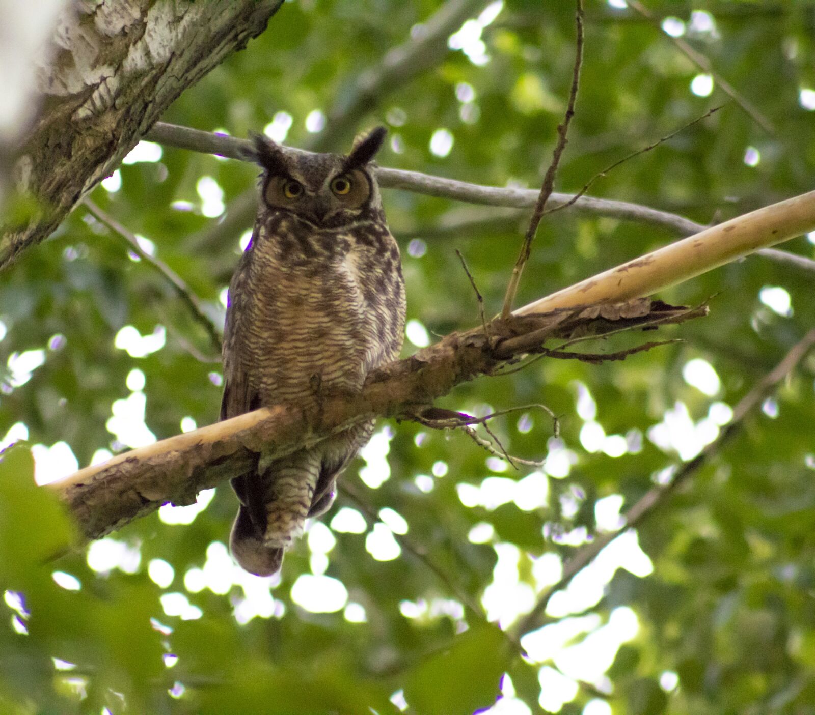 Canon EOS 1300D (EOS Rebel T6 / EOS Kiss X80) sample photo. Owl, branch, tree photography