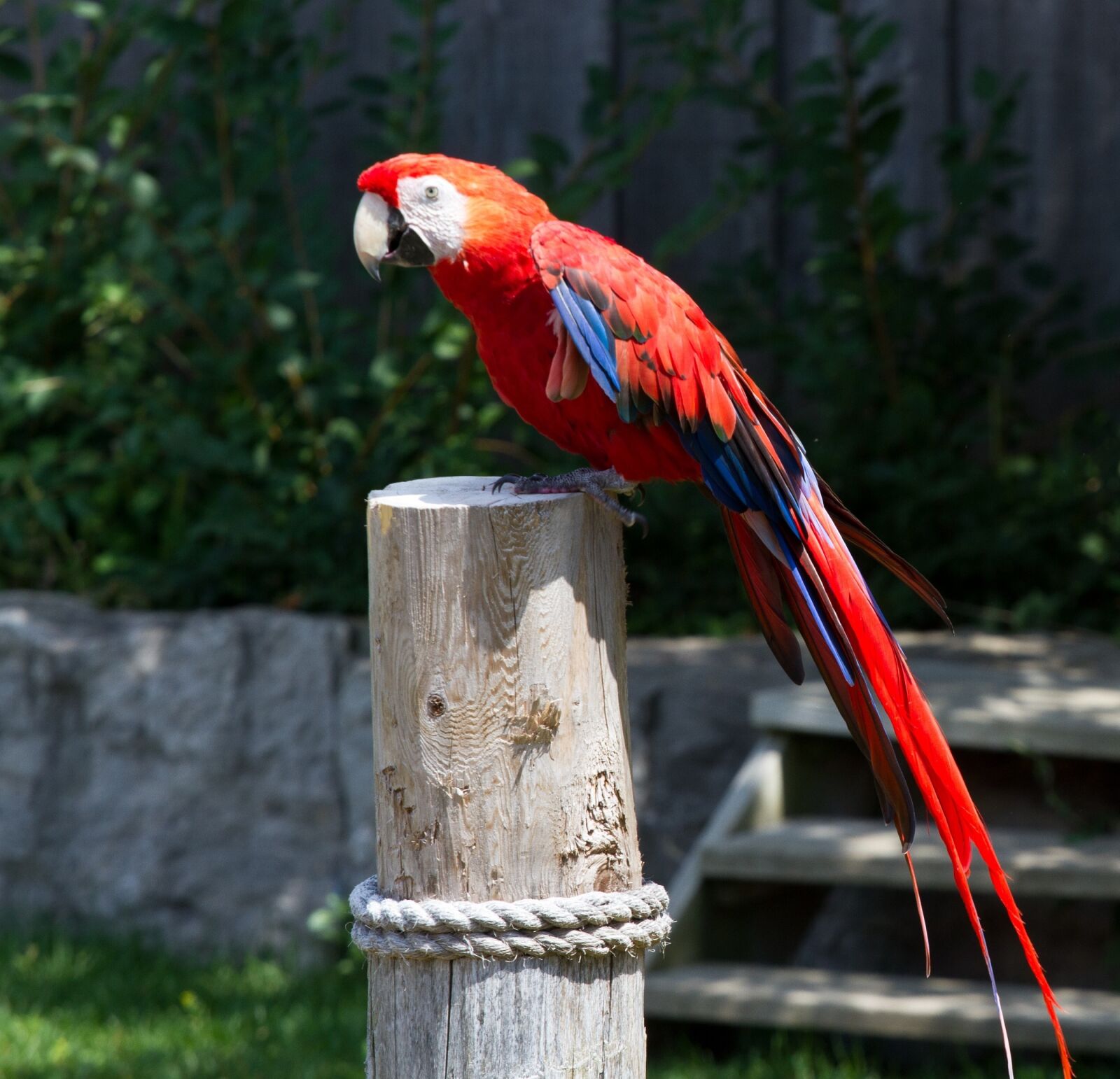 Canon EOS 7D + Canon EF 70-200mm F4L USM sample photo. Macaw, bird, parrot photography