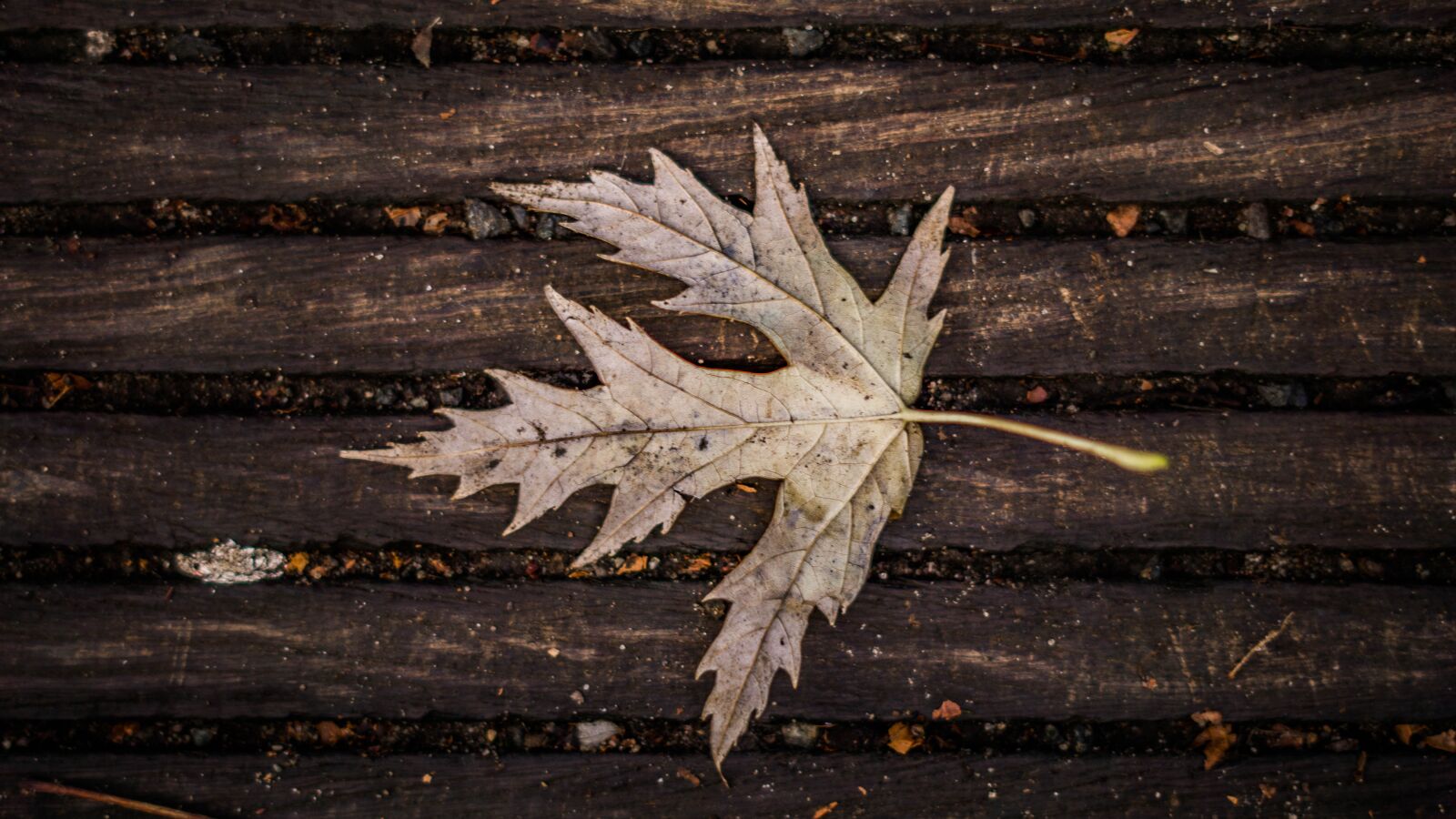 Sony a6000 sample photo. Autumn, leaf, nature photography