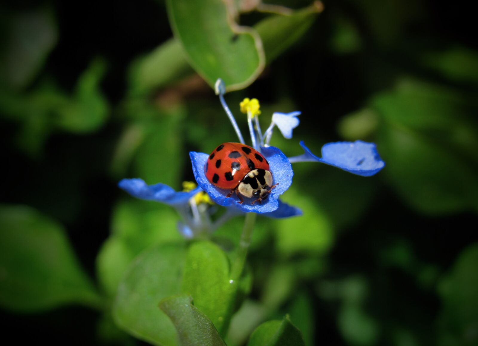 Canon PowerShot SX530 HS sample photo. Ladybug, bug, beetle photography