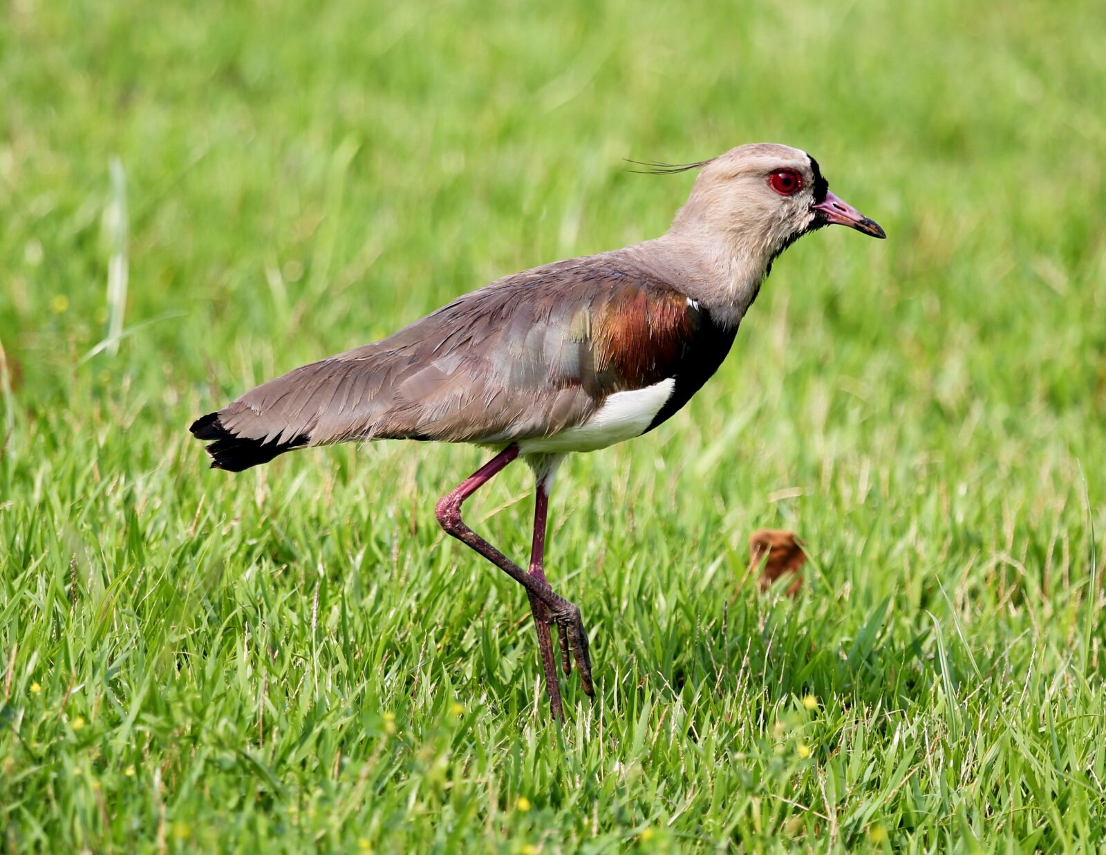 Canon EOS 5D Mark III sample photo. Quero-quero, bird, on the photography