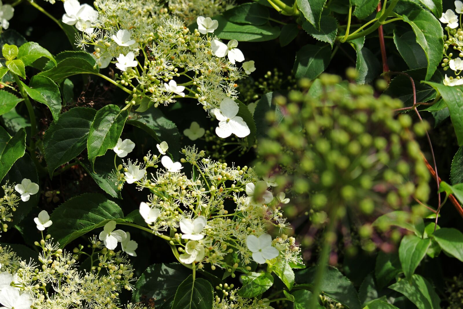 Canon EF-S 55-250mm F4-5.6 IS STM sample photo. Climbing, hydrangea, leaves photography