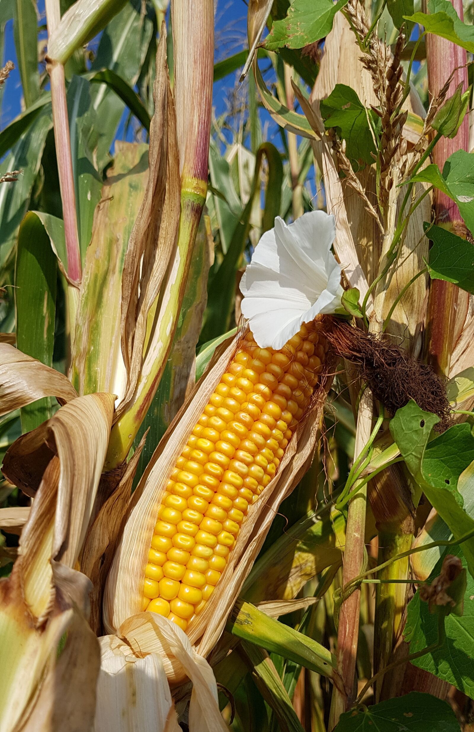 Samsung Galaxy S7 sample photo. Corn, corn on the photography