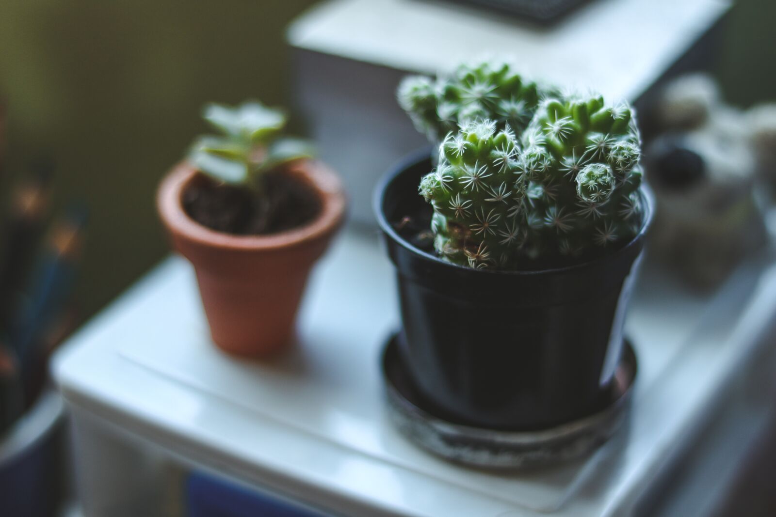 Canon EOS 750D (EOS Rebel T6i / EOS Kiss X8i) sample photo. Plant, green, pot photography