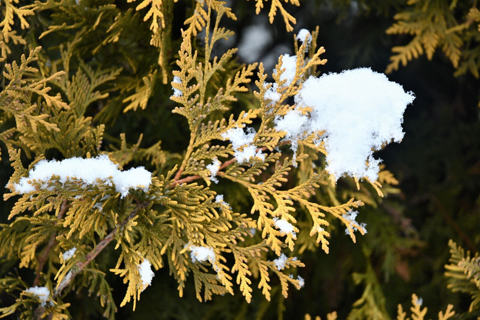 Nikon D7500 sample photo. Snow, forest, winter photography