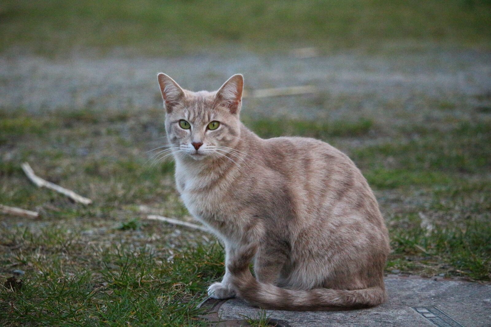 Canon EOS 100D (EOS Rebel SL1 / EOS Kiss X7) sample photo. Cat, kitten, mackerel photography