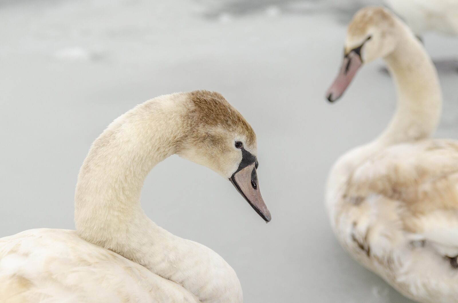 Tamron SP 24-70mm F2.8 Di VC USD sample photo. Swans, snow, winter photography