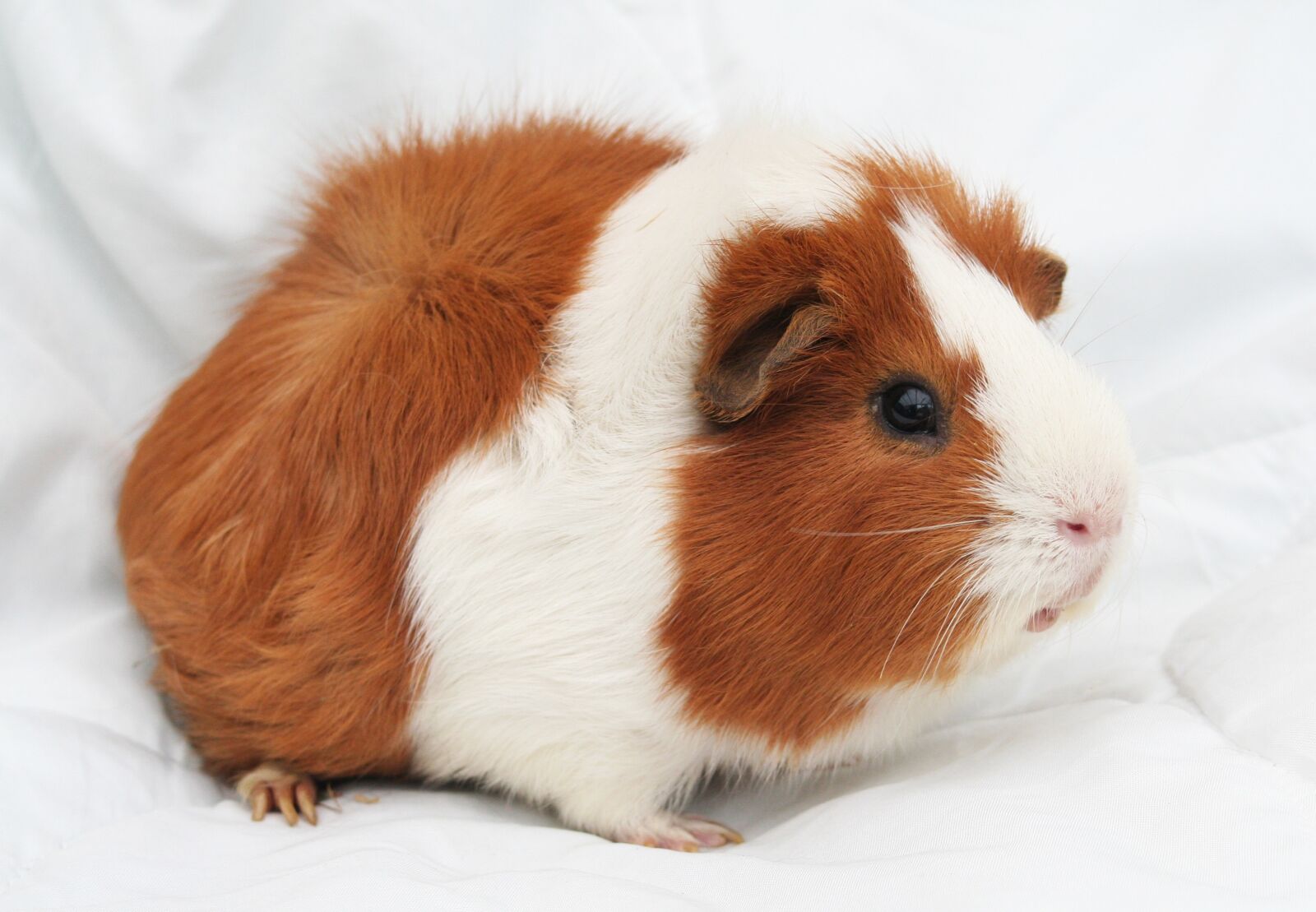 Canon EOS 350D (EOS Digital Rebel XT / EOS Kiss Digital N) sample photo. Guinea-pig, cavy, rodent photography