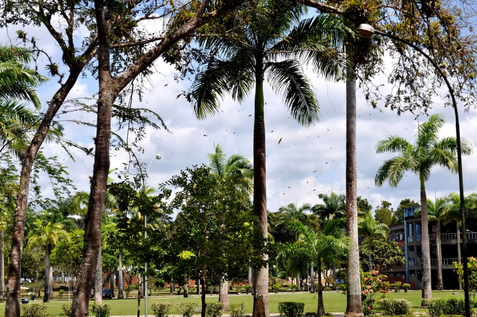 Nikon D5000 sample photo. Tropical, palm trees, park photography