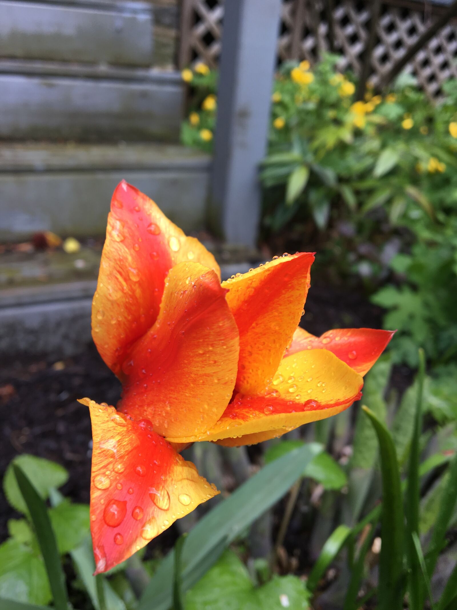 Apple iPhone 6s sample photo. Tulip, rain, flower photography