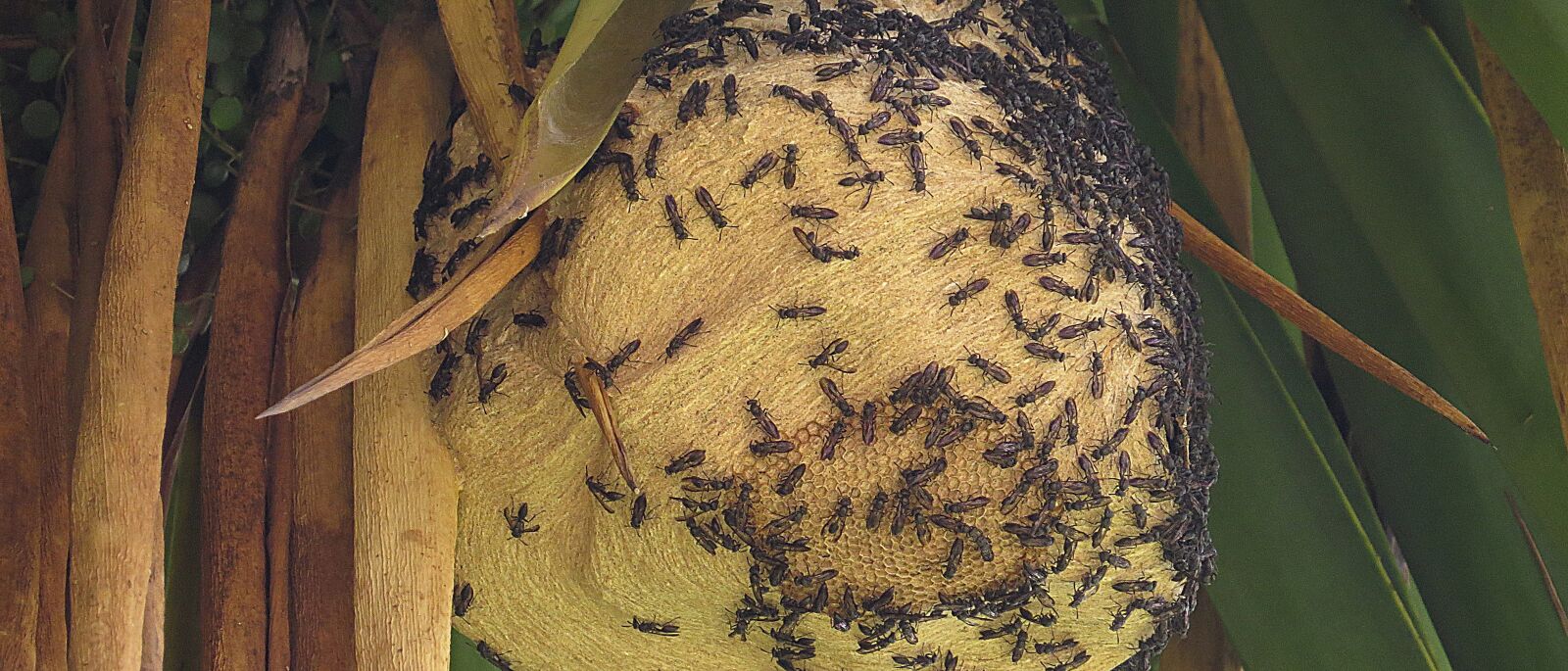Canon PowerShot SX50 HS sample photo. Hive, wasps, grinders photography