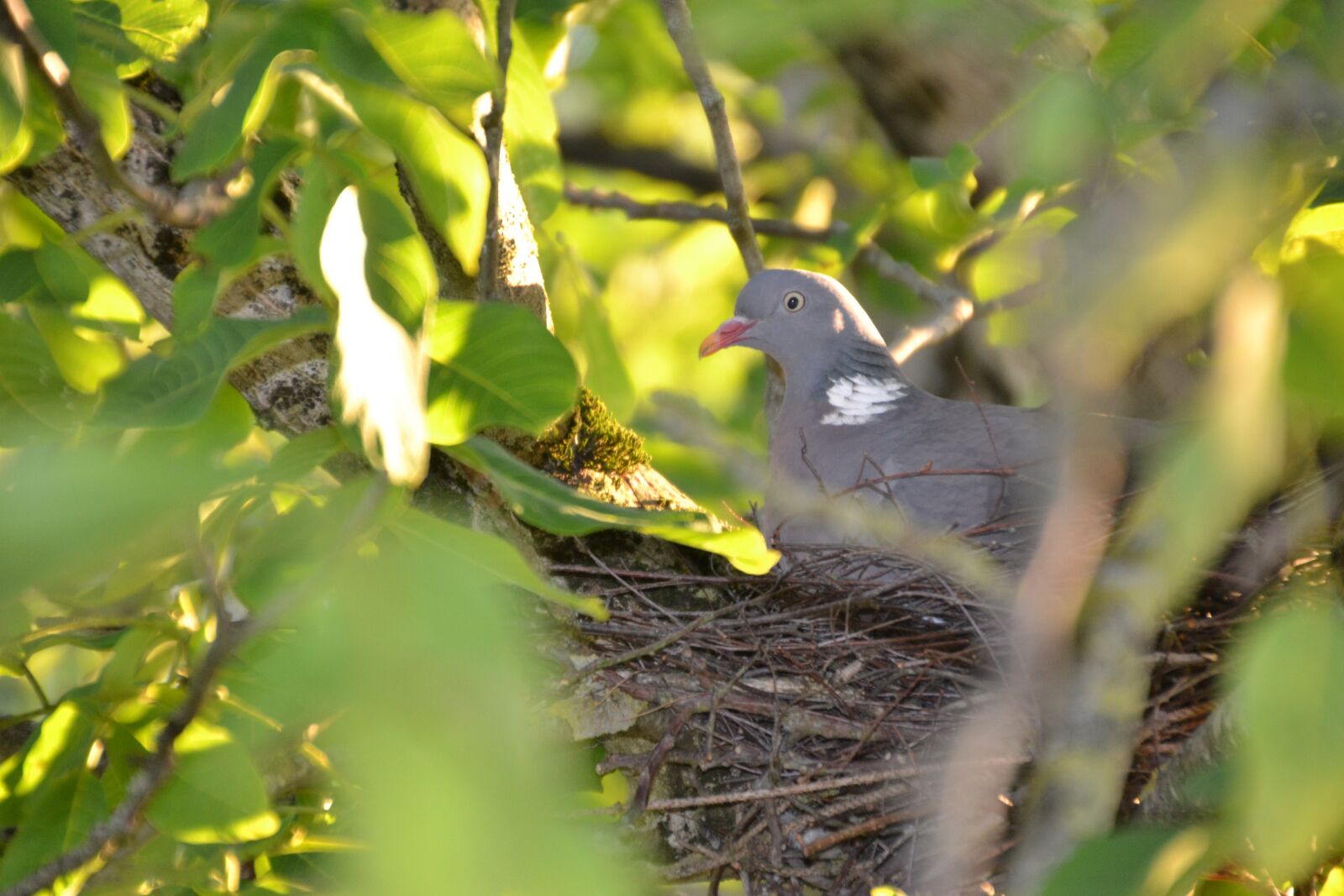 Nikon D3100 sample photo. Dove, nest, bird photography