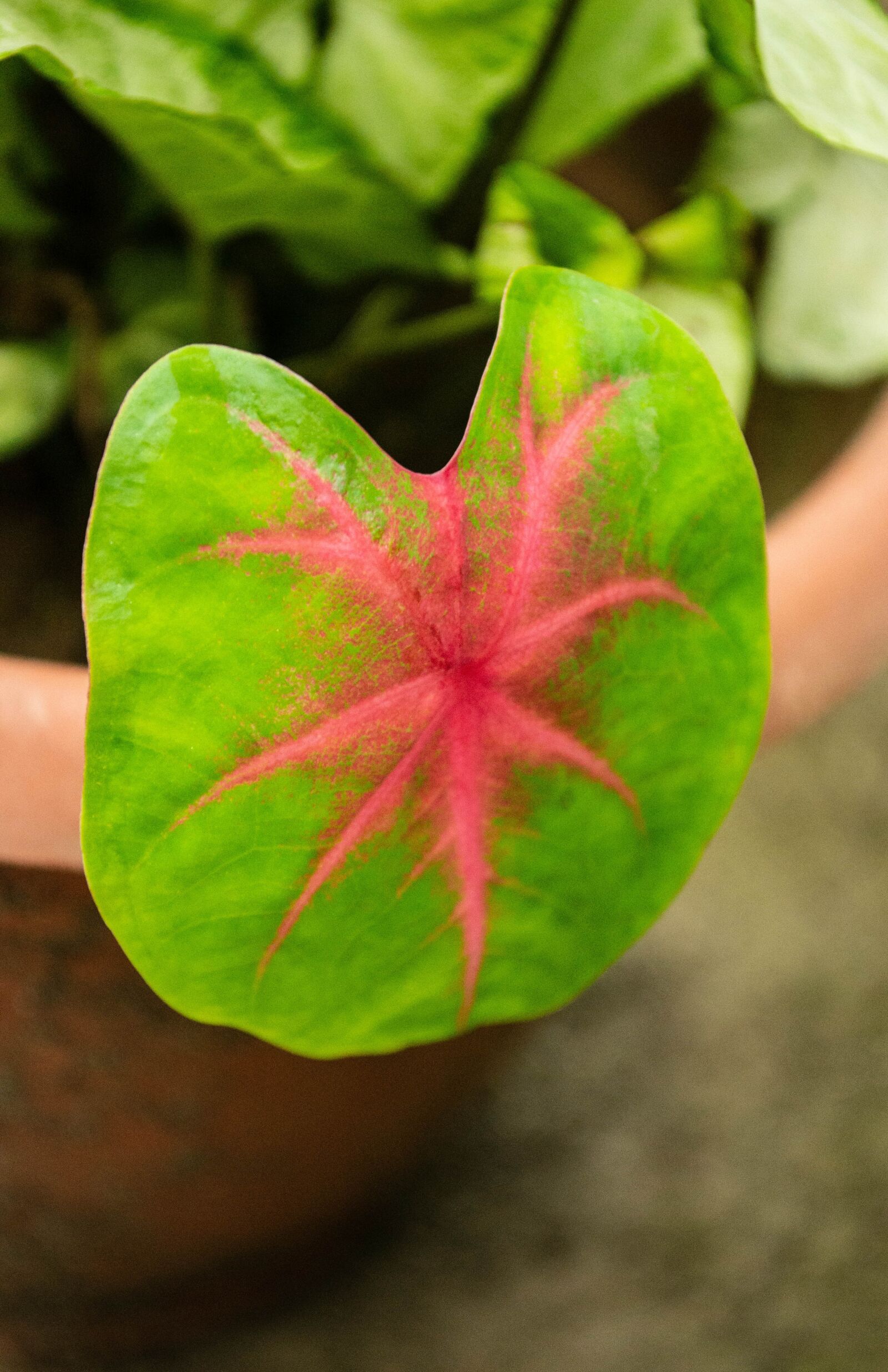 Nikon D3100 sample photo. Nature, plant, bloom photography