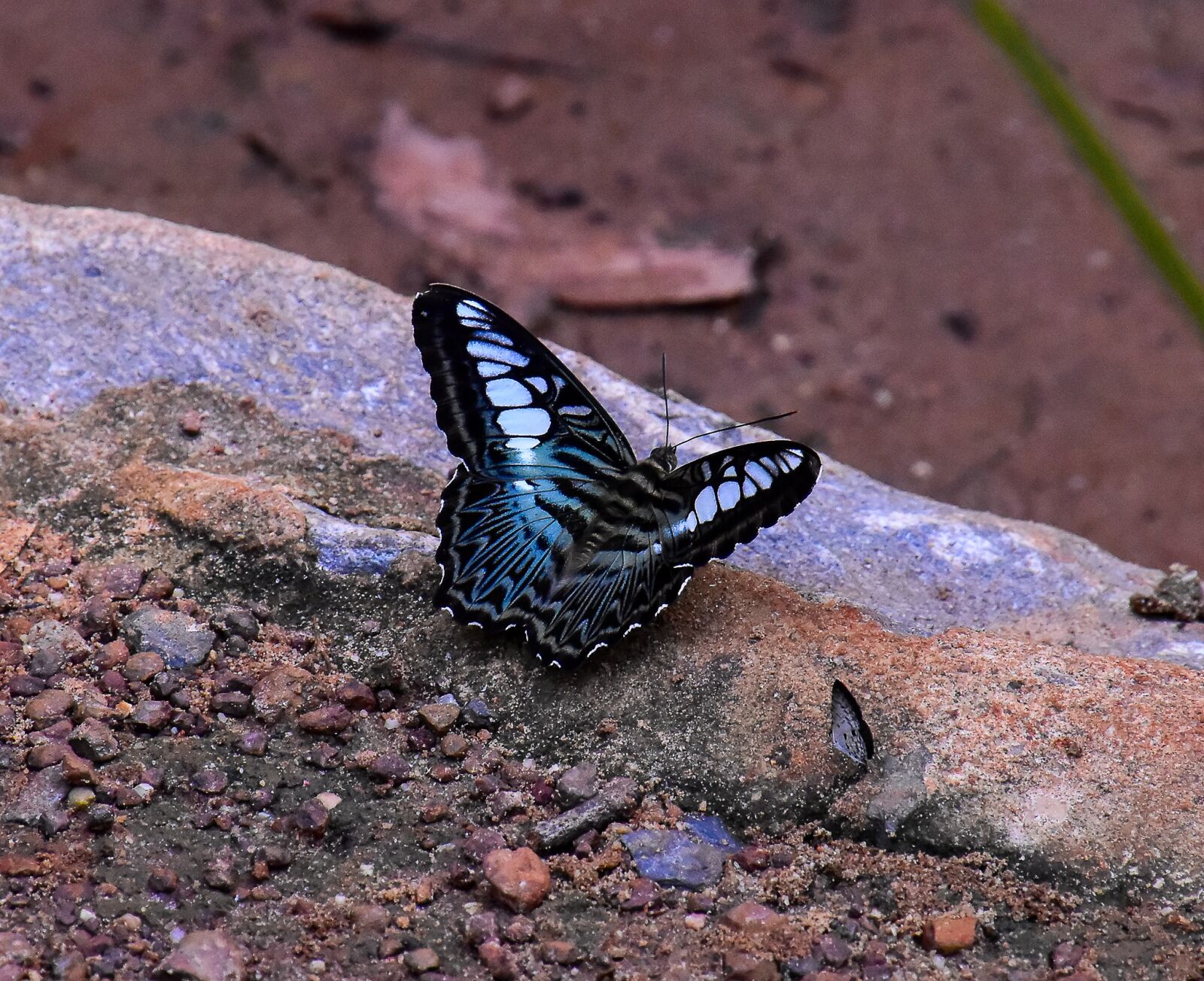 Nikon D5500 sample photo. Butterfly, insects, animals photography
