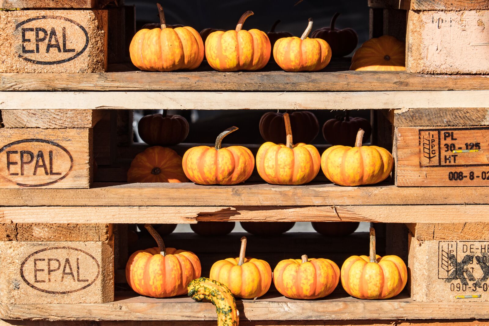Canon EF-S 55-250mm F4-5.6 IS STM sample photo. Pumpkin, pumpkins, decoration photography
