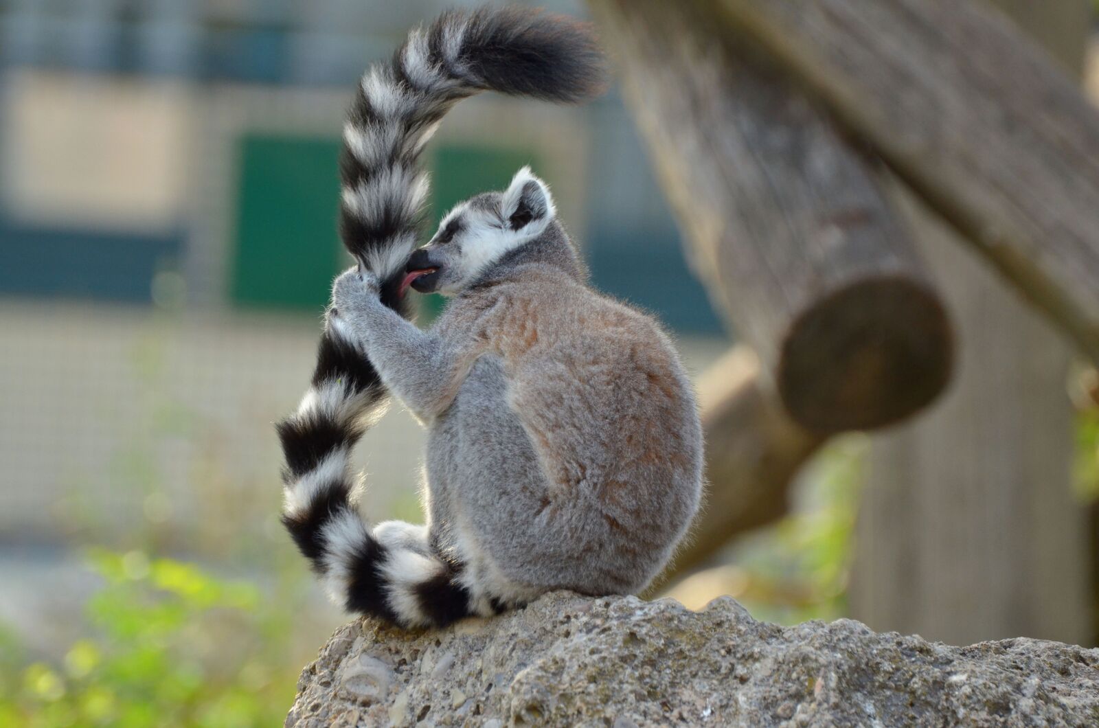 Nikon D7000 sample photo. Ring tailed lemur, zoo photography
