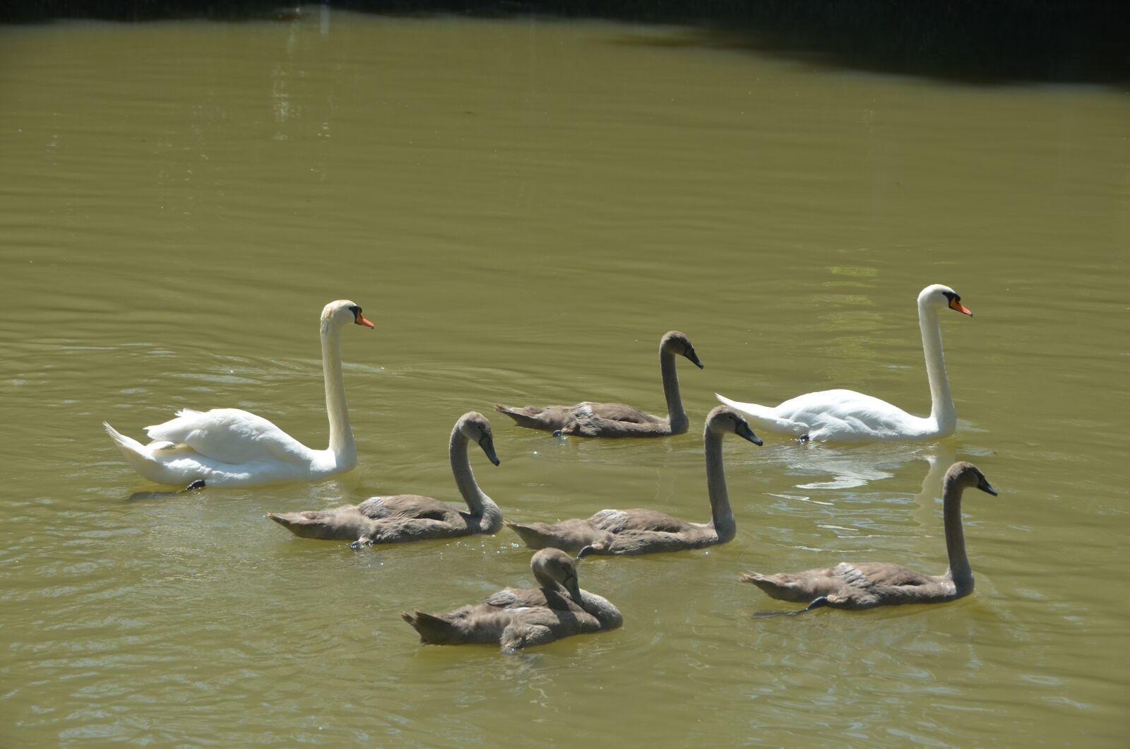 Nikon D5100 sample photo. Animals, swans, cygnets photography